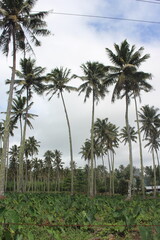 Obraz premium Coconut Palm, Samoa