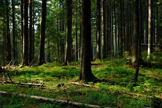 Quiet Forest with Moss and Soft Natural Light