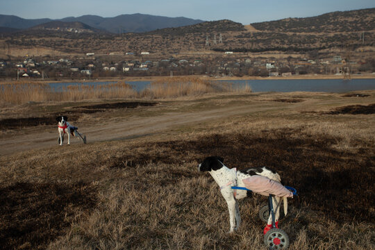 A dog in the wheelchair outdoors 