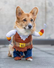 Adorable red and white Pembroke Welsh corgi puppy dressed up in a pirate Halloween costume 