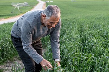 Senior Farmer Examining Crops in Lush Green Field During the Afternoon