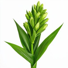 Obraz premium A vibrant cluster of unopened green flower buds on a long stem with elegant, pointed leaves is isolated against a stark white background.