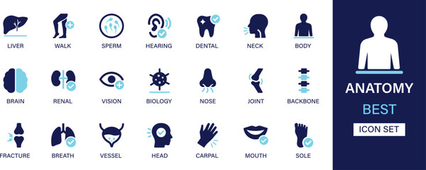 Anatomy icon set collection. Liver, walk, sperm, hearing, dental, neck, body, brain, renal, vision, biology, nose and best solid icon set.