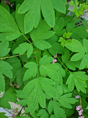 A close-up of a bleeding-heart leaf.