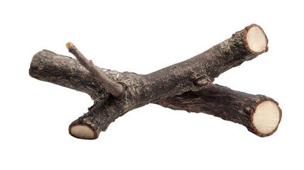 Fototapeta premium Cross-Section of Small Wooden Branch Isolated on White Transparent Background