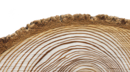 Cross-Section of Log with Spiral Grain Transparent Background"