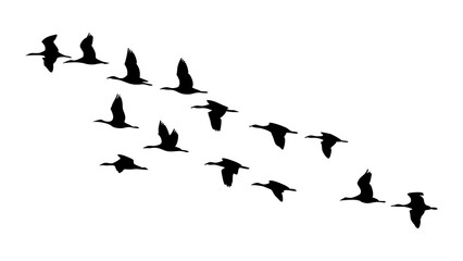 Flying geese silhouette illustration for migration season vector design and print material use case is great 100