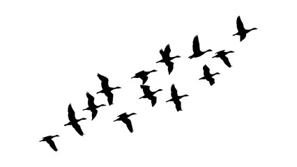 Flying geese silhouette vector art for migration season and bird watching design elements and clip art resources