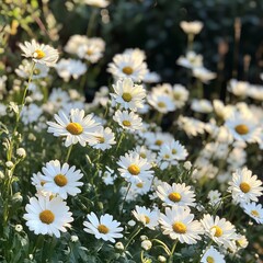 Obraz premium Vibrant Field of White Flowers with Bright Yellow Centers in a Lush Green Landscape Under Clear Sky