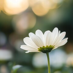 Delicate White Flower in Soft Focus Surrounded by Dreamy Blur Creating a Tranquil Nature Scene