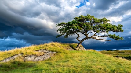 Obraz premium Dramatic Sky, Lone Tree, Grassy Hill - Dramatic Lighting: The stron.