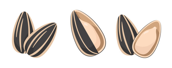 Assorted sunflower seeds in various orientations