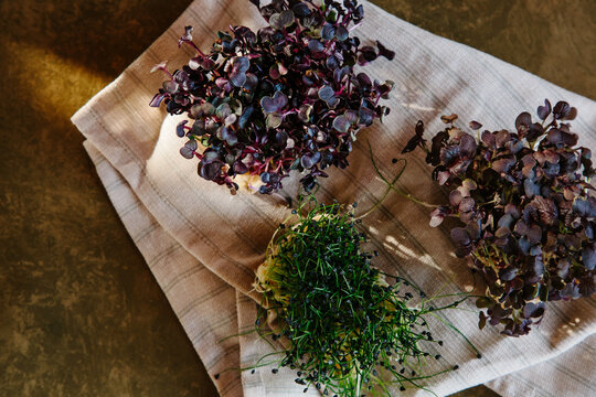 Radish, garlic chive and mustard micro-greens