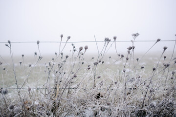 frozen vegetation on winter hike