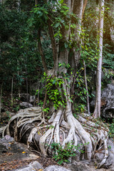 The powerful roots of the weeping fig tree (Ficus benjamina) entwined around a stone boulder. Benjamin fig in its natural habitat