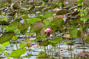 A pond with large sacred lotus flowers. The Indian lotus (Nelumbo nucifera) grows in the water.