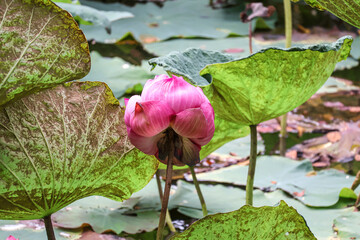 Beautiful large pink sacred lotus flower. Indian lotus (Nelumbo nucifera) on a pond