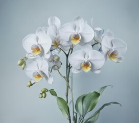 Watercolor rendering of Philippine Phalaenopsis orchids against a soft blue wash, emphasizing delicate brushstrokes , stock photo, image