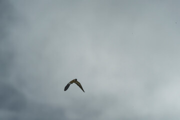 Bird in flight