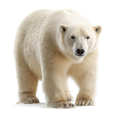Polar bear, large, white fur, powerful stance