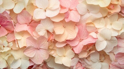 Delicate pastel hydrangea petals, soft colors