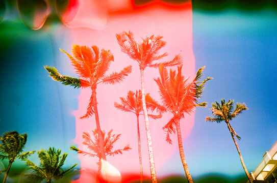 colorful Palm Trees