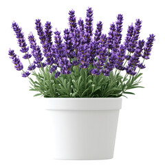 Obraz premium lavender in a pot isolated on transparent background