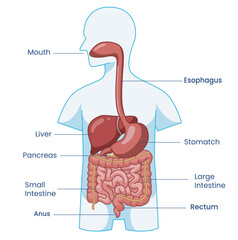 digestive gastrointestinal organs for education and medical. illustration pancreas liver stomach intestines