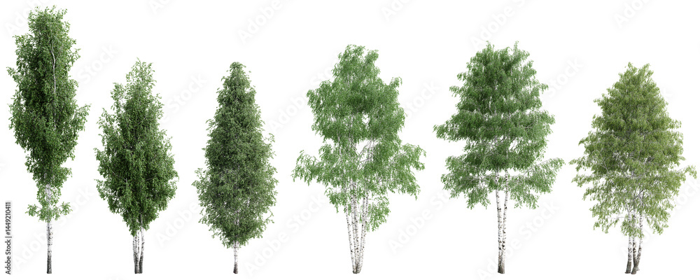Fototapete isolated birch trees collection – png on transparent background.3d rendering