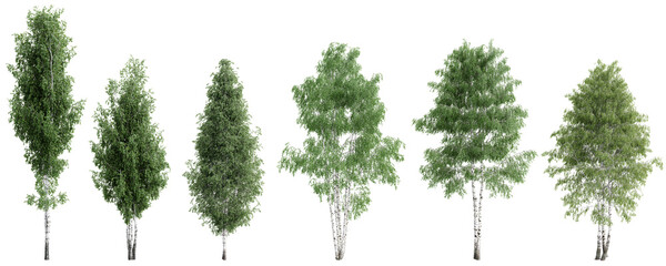Isolated birch trees collection – PNG on transparent background.3d rendering