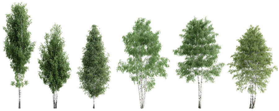 Isolated birch trees collection &ndash; PNG on transparent background.3d rendering