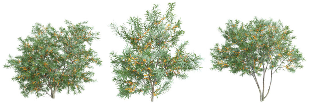 Hippophae sea buckthorn trees with orange berries – PNG isolated transparent.3d rendering