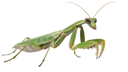 praying mantis transparent background png