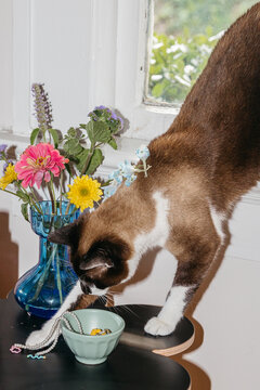 Bijou on a table