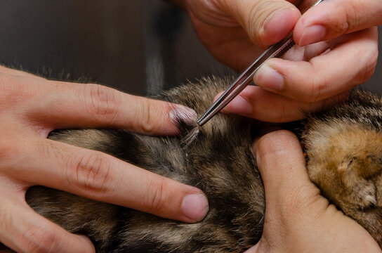 Veterinarian removing a flea from a cat