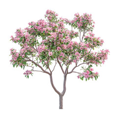 Obraz premium Elegant Pink Blossom Tree in Full Bloom on a white background.