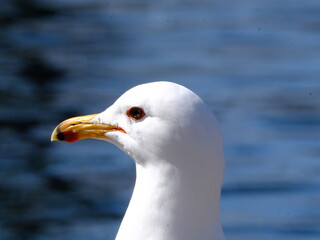 Ring-billed Gull