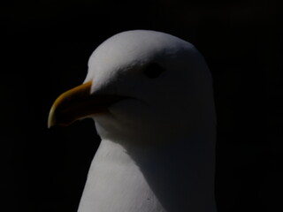 Ring-billed Gull