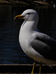 Ring-billed Gull