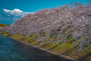 富士山と桜 fujisan sakura