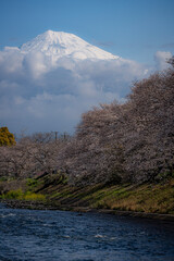 富士山と桜 fujisan sakura