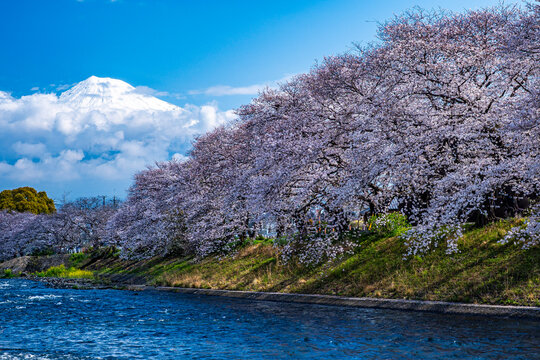 富士山と桜 fujisan sakura