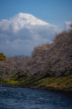 富士山と桜 fujisan sakura