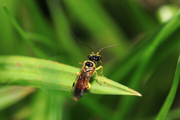 獲物を求めて狩りをするかわいい黄色と黒のヒラタハバチ科の蜂（自然環境下マクロ撮影）
