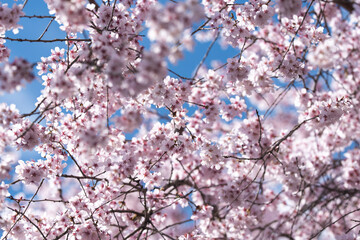 春のお花見満開