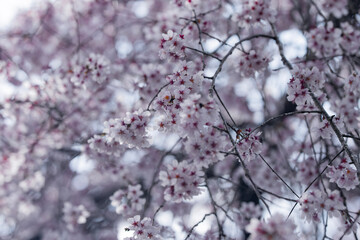 春のお花見満開