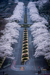 春のお花見満開