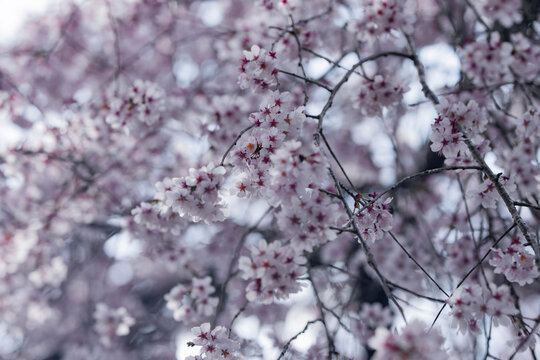 春のお花見満開