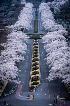 春のお花見満開