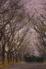 春のお花見満開